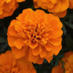 Deep Orange Marigold