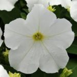 Petunia White
