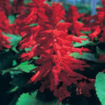 Salvia Red