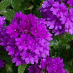 Verbena Purple